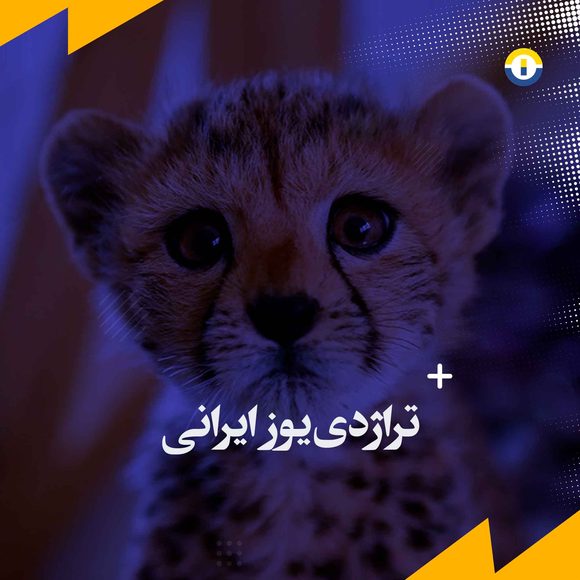 تراژدی-یوز-ایرانی